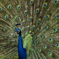 Peacock di 