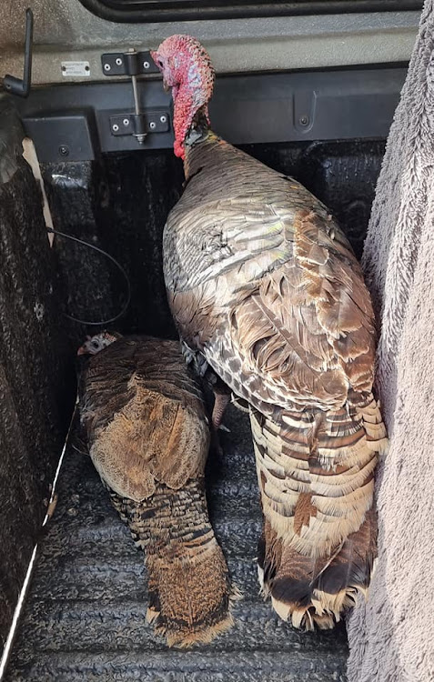 Animal activist Arnold Slabbert rescued these turkeys from the bottom of an empty school pool this week