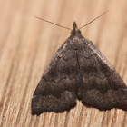 Black-banded Owlet - 8364