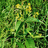 Yellow Loosestrife