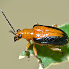 Beetle