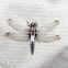 Chalk-fronted Corporal