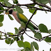 Red-breasted Parakeet