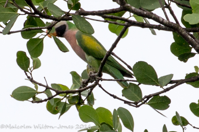 Red-breasted Parakeet