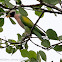 Red-breasted Parakeet