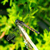 Slaty Skimmer Dragonfly (female)