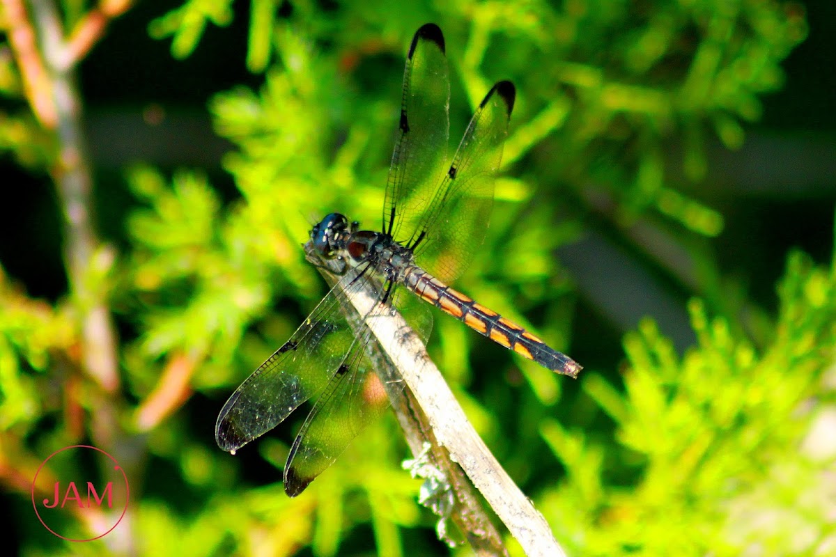 Slaty Skimmer Dragonfly (female)