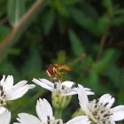 Flower fly