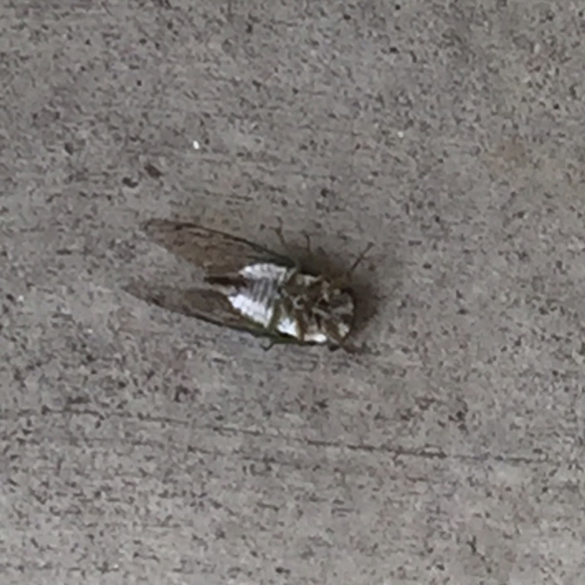 Dog-day cicada