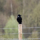 Carrion Crow