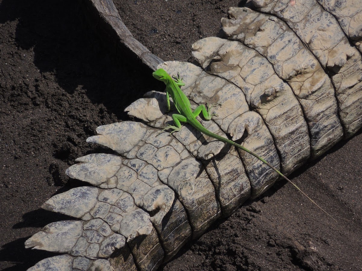 Green Iguana