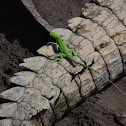 Green Iguana