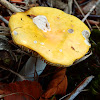 Yellow Swamp Russula