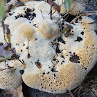 Weeping polypore