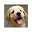 Dogs And Puppies New Tab & Themes