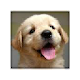 Dogs And Puppies New Tab & Themes