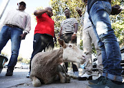 Some members of the Black People National Crisis Committee waiting to slaughter a sheep in Khayelitsha after news broke that former apartheid statesman FW de Klerk had died.