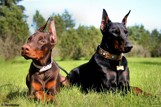 Doberman Pack 2 Live Wallpaper