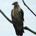 Yellow-headed Caracara