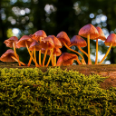 Mushrooms grow on trees