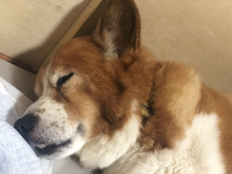 スカイライン GT-Rの富士スピードウエイ・天気予報・尻ーズ・🐶ペロ寝・R'sミーティングに関するカスタム事例の投稿画像10枚目