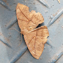 Geometer moth