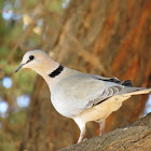 Cape Turtle Dove