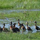 White-faced Whistling Duck