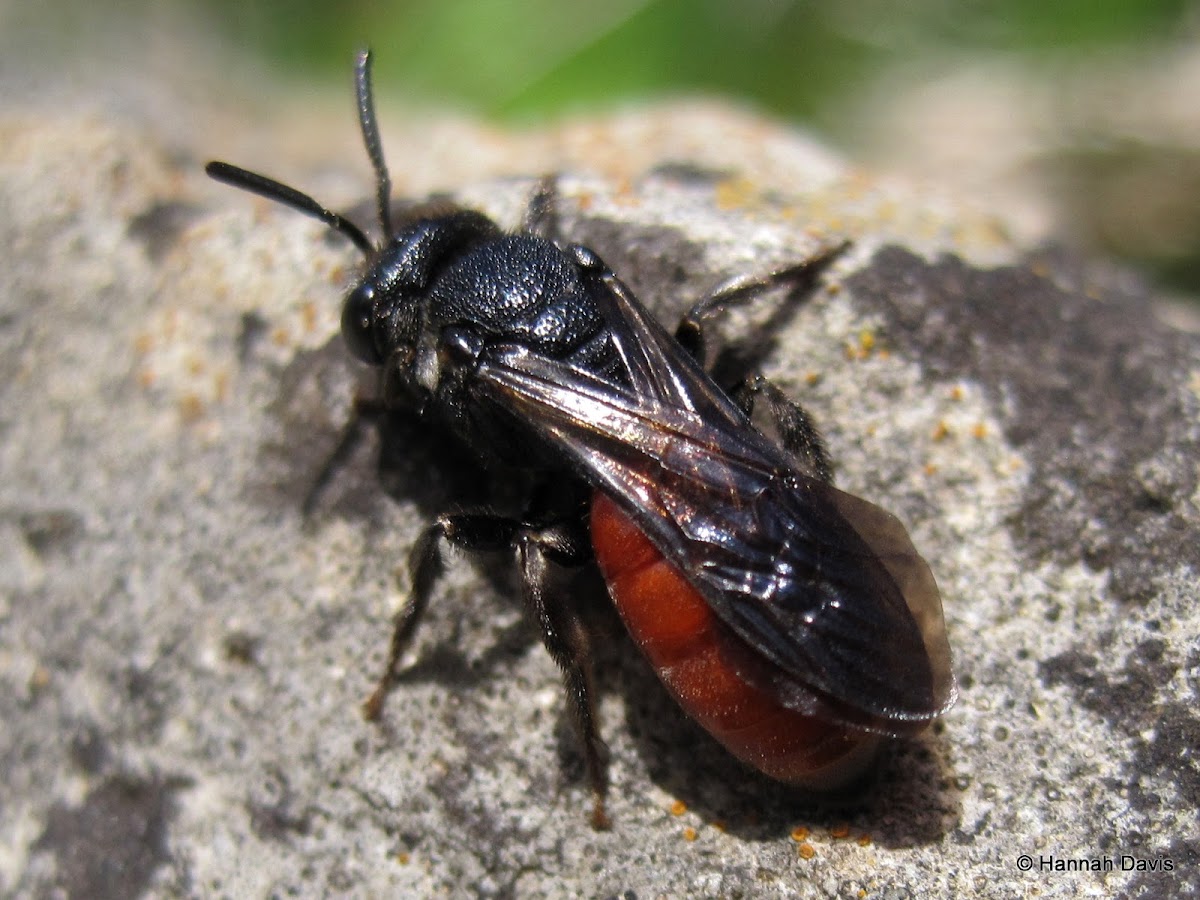 Sphecodes sp.