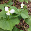 Bent Trillium