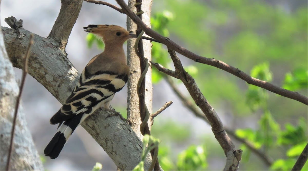 Eurasian Hoopoe