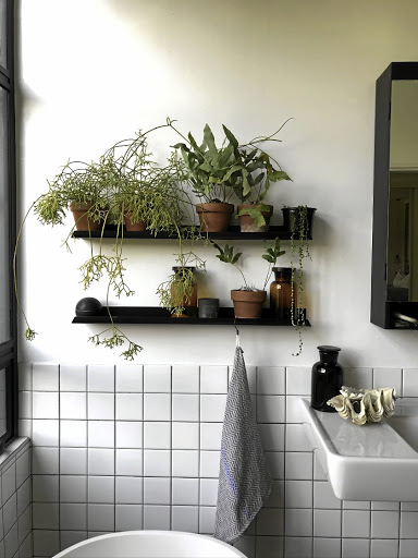 Rhipsalis Cereuscula and Phlebodium Aureum in the bathroom.