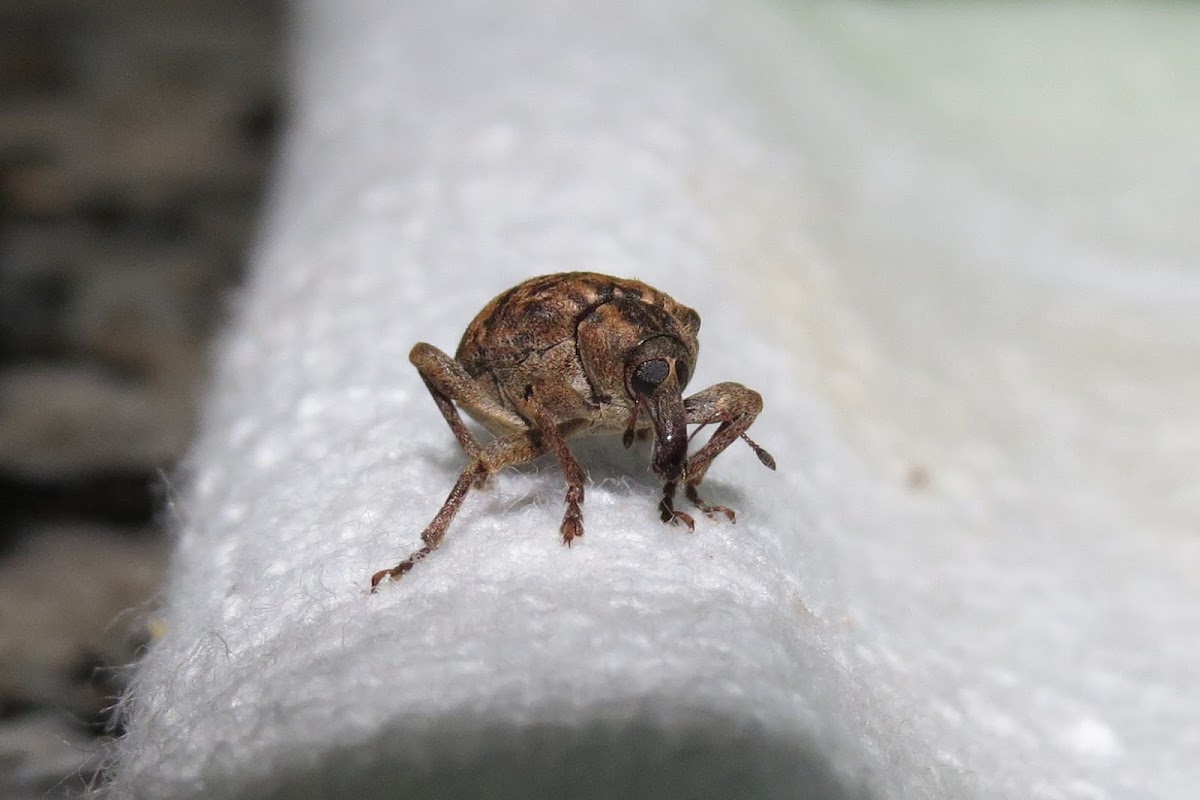 weevil