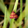 Coffee-loving Pyrausta Moth