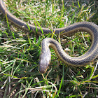 Eastern Garter (Gardener) Snake