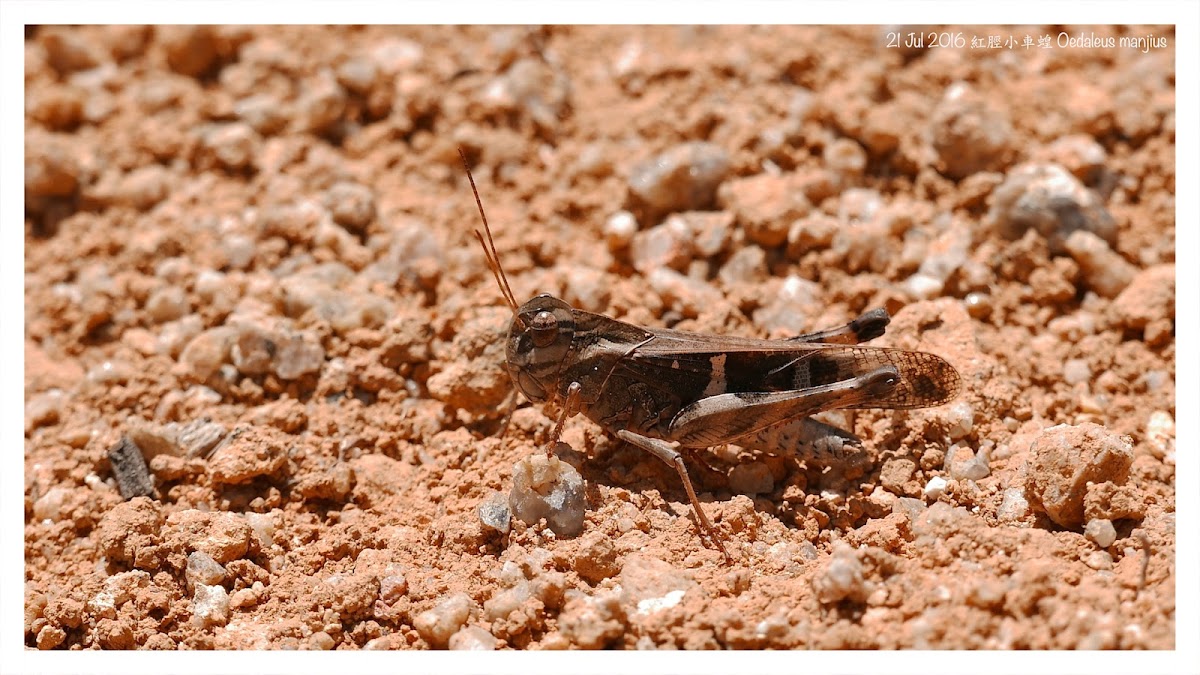 Oedaleus manjius 紅脛小車蝗