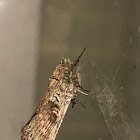 Morning-glory Prominent