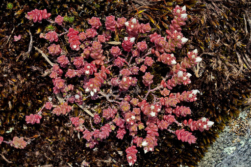 Sedum anglicum