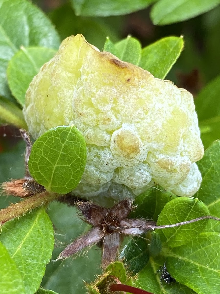 Azalea Leaf Gall