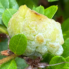 Azalea Leaf Gall