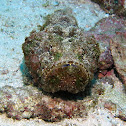 Stonefish