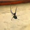 Leucauge