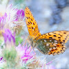 High Brown Fritillary; Adipe