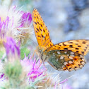 High Brown Fritillary; Adipe