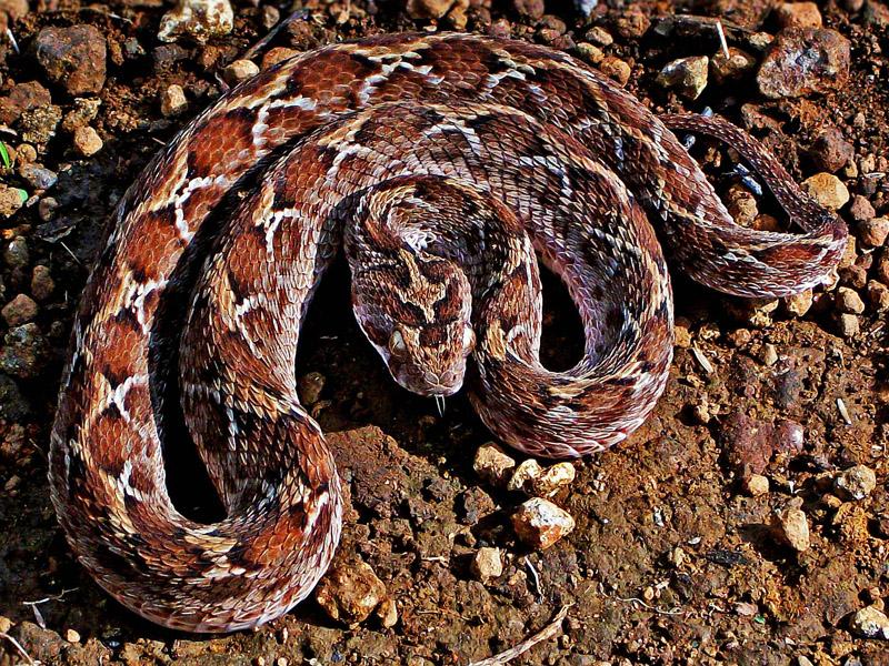 saw scaled viper