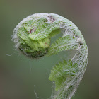 Cinnamon Fern