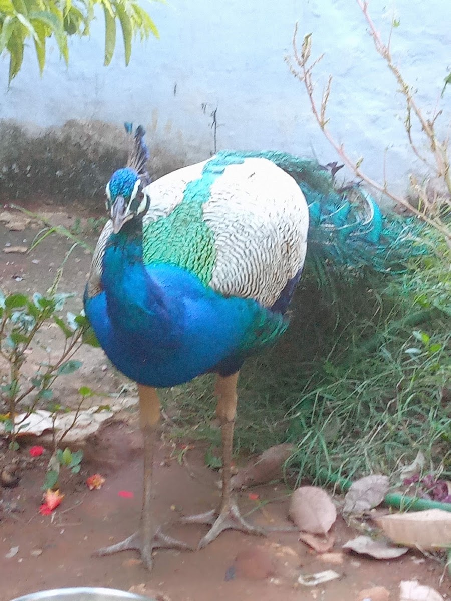 Peacock🦚 (male) peafowl