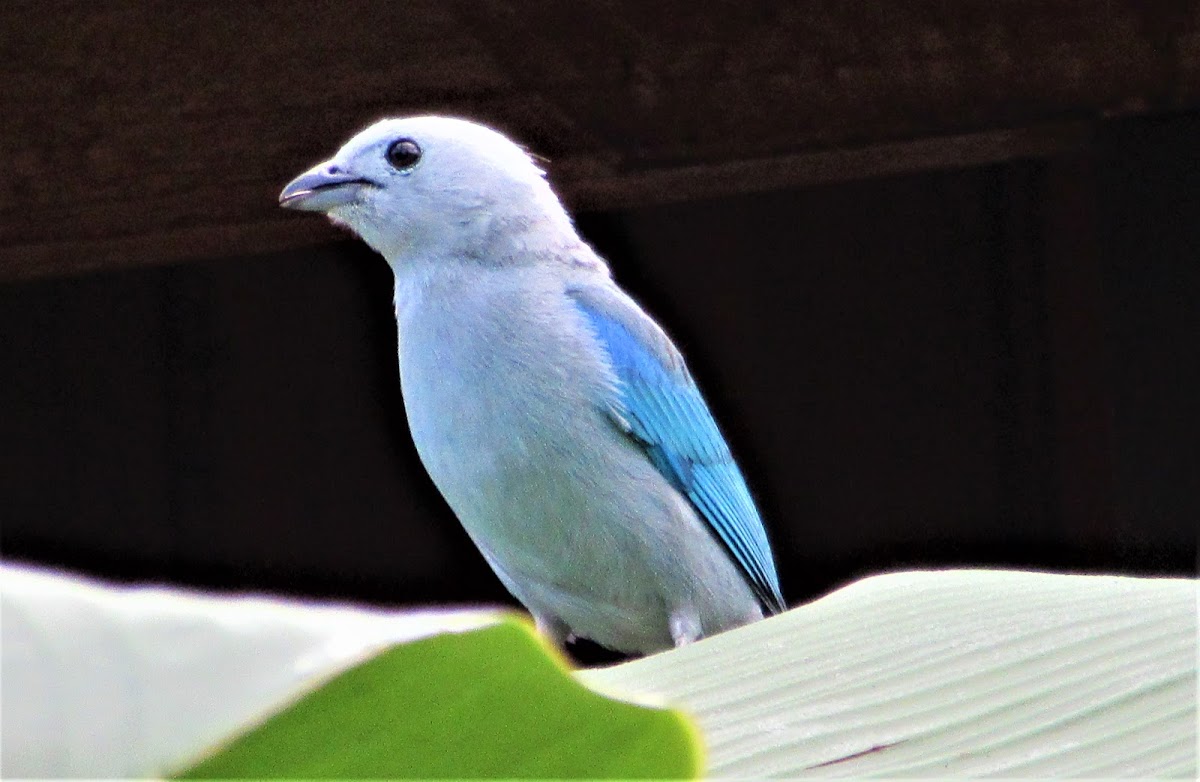 Gray Blue Tanager