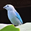 Gray Blue Tanager