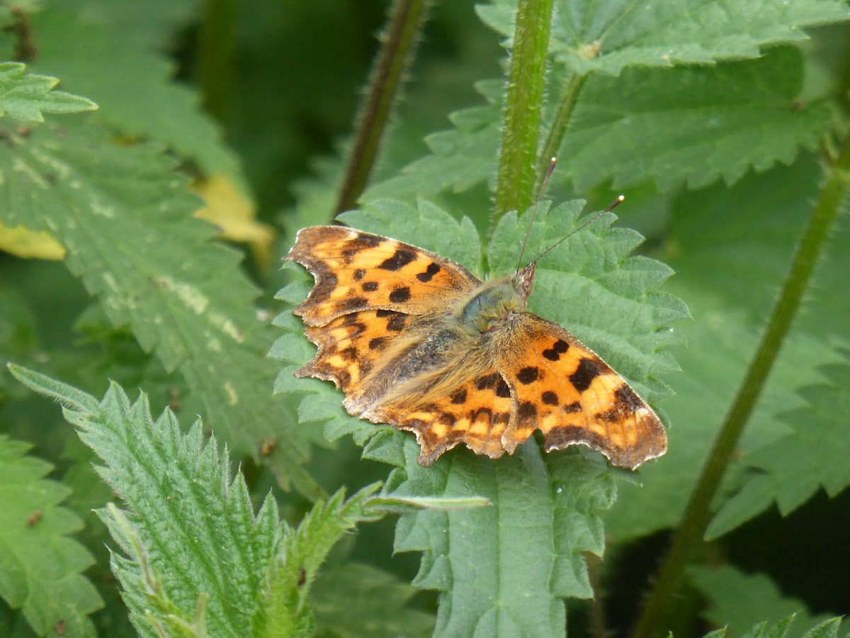 Comma